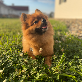 Pomeranian Pup