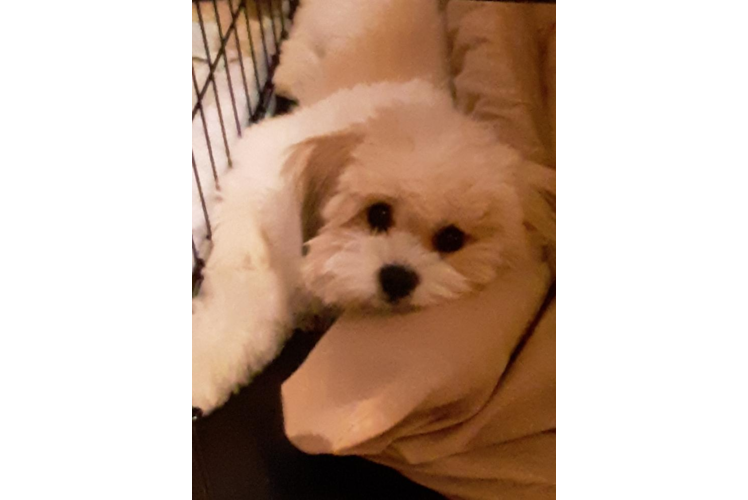 Shih Pom Pup Being Cute