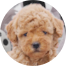 Poochon Puppies For Sale - Premier Pups