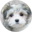 Havachon Puppies For Sale - Premier Pups