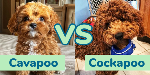 Cavapoo vs Cockapoo - Popularity Contest - Premier Pups