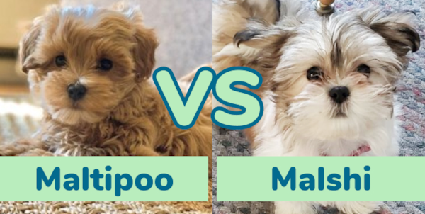Maltipoo vs Malshi: Breed Comparison - Premier Pups
