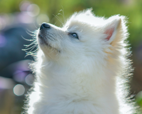 10 Pomeranian Mixes You Never Heard Of (Part 1) - Premier Pups