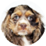 Cocker Spaniel Puppy For Sale - Premier Pups