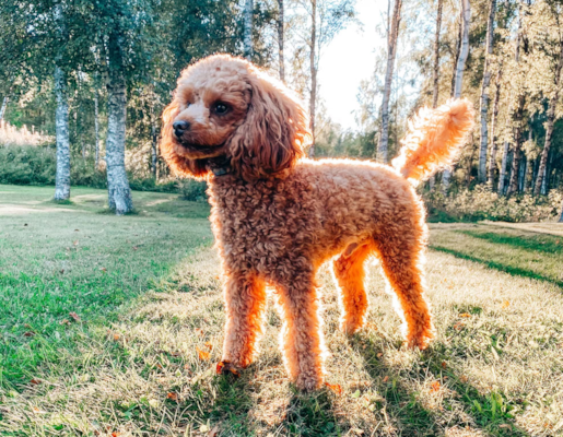 7 Things you didn’t know about Poodles – Premier Pups