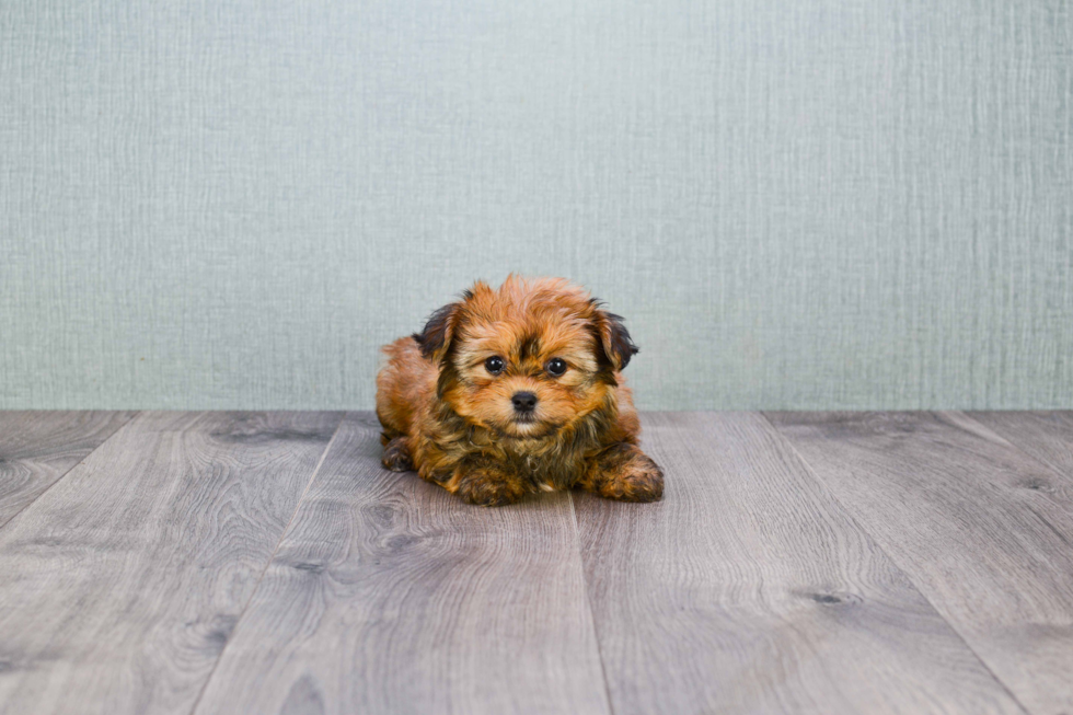 Shorkie Pup Being Cute