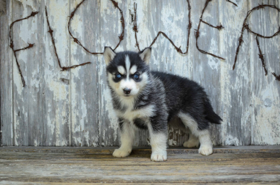 Cute Siberian Husky Mix Pup