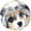 Aussiechon Puppy For Sale - Premier Pups