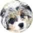 Aussiechon Puppies For Sale - Premier Pups