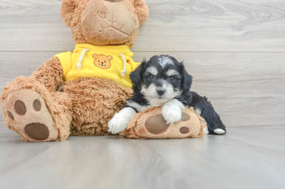 6 week old Aussiechon Puppy For Sale - Premier Pups