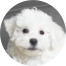 Bichon Frise Puppy For Sale - Premier Pups