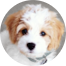 Cavachon Puppies For Sale - Premier Pups