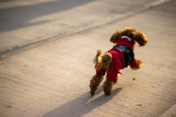 Cavapoo Energy Levels 101: Age, Gender, Generations & MORE