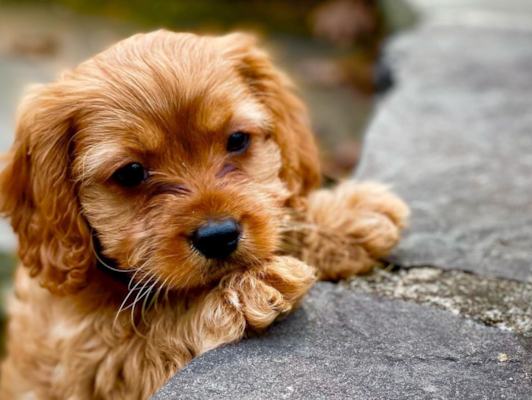 Cavapoo Grooming 101: Tips, FAQs, How To & More | Premier Pups 
