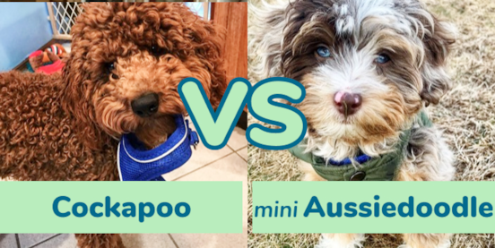 Cockapoo vs Mini Aussiedoodle Comparison