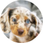 Dachshund Puppy For Sale - Premier Pups