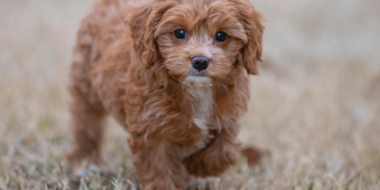 Introduction to the F1b Cavapoo