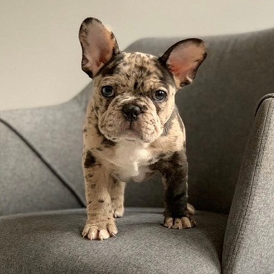 Merle French Bulldog standing on a chair