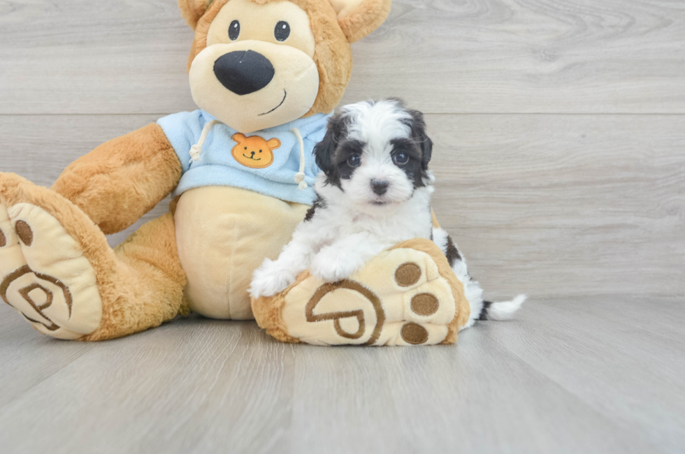 5 week old Havapoo Puppy For Sale - Premier Pups