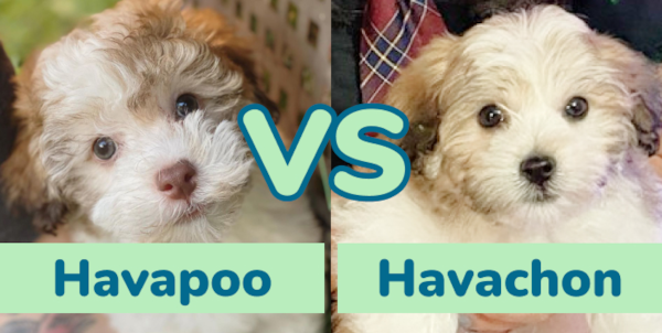 Havapoo vs Havachon - Complete Comparison - Premier Pups