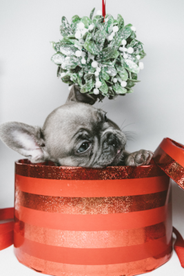 Learn How To Gift A Christmas Puppy The Right Way (2024)