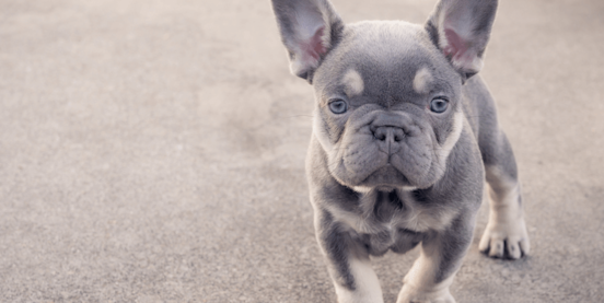 Lilac French Bulldog: Full Guide & Where to Find One 