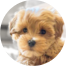 Maltipoo Puppies For Sale - Premier Pups