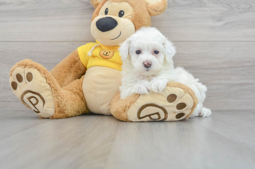 7 week old Maltipoo Puppy For Sale - Premier Pups
