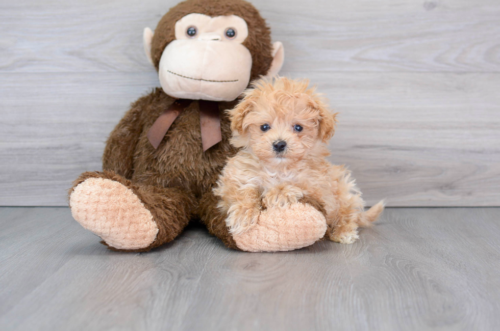 11 week old Maltipoo Puppy For Sale - Premier Pups