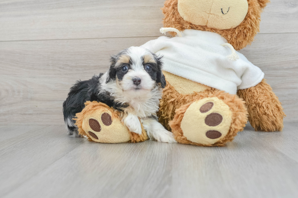 9 week old Mini Aussiedoodle Puppy For Sale - Premier Pups