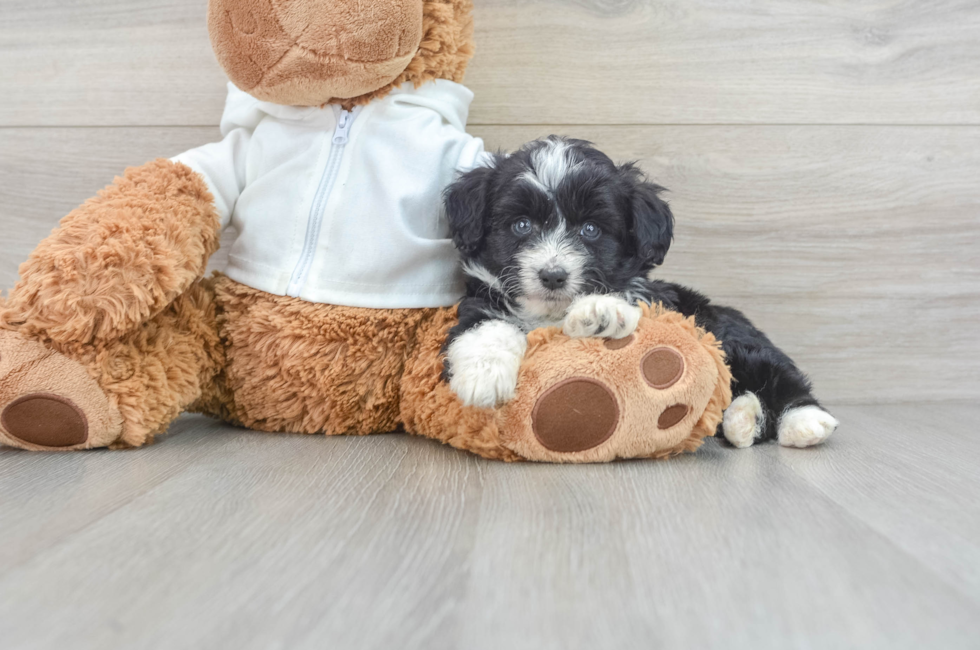 8 week old Mini Aussiedoodle Puppy For Sale - Premier Pups