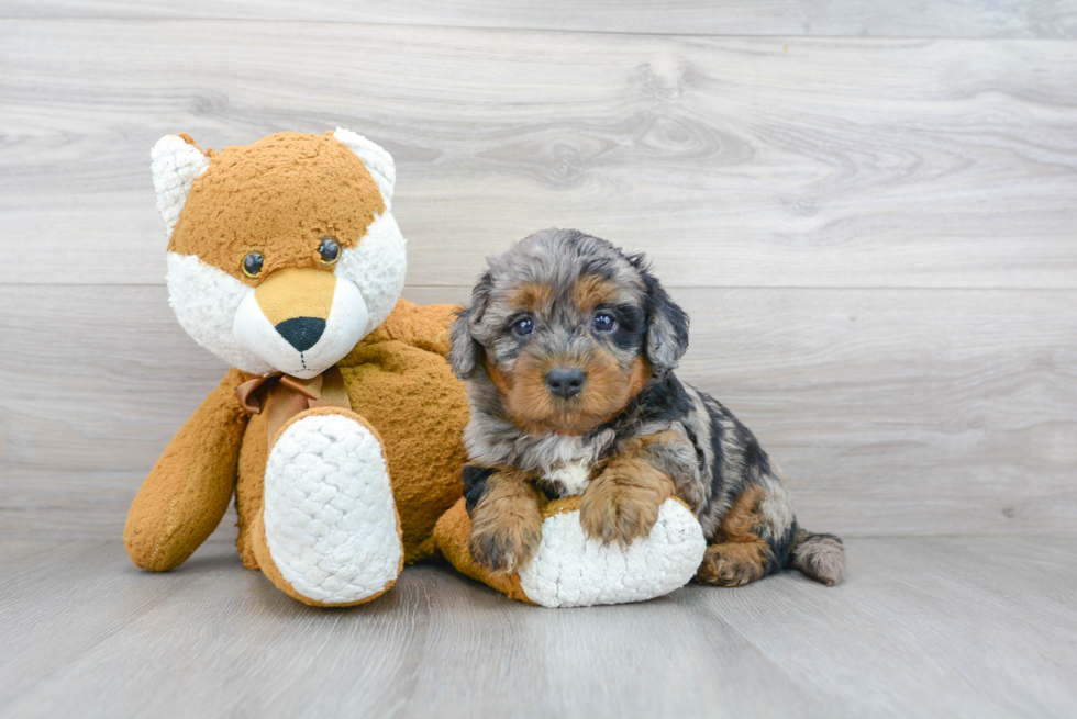 Fluffy Mini Bernedoodle Poodle Mix Pup
