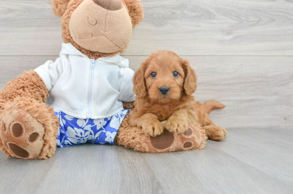 6 week old Mini Goldendoodle Puppy For Sale - Premier Pups