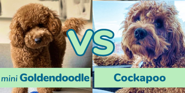Mini Goldendoodle vs Cockapoo: Breed Comparison - Premier Pups