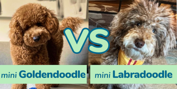 Mini Goldendoodle vs Mini Labradoodle – Premier Pups