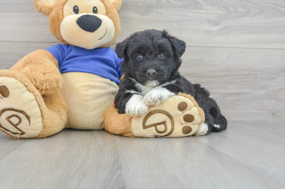 5 week old Mini Huskydoodle Puppy For Sale - Premier Pups