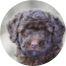 Mini Labradoodle Puppies For Sale - Premier Pups