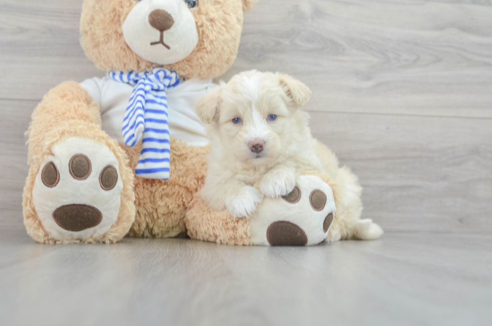 6 week old Mini Pomskydoodle Puppy For Sale - Premier Pups