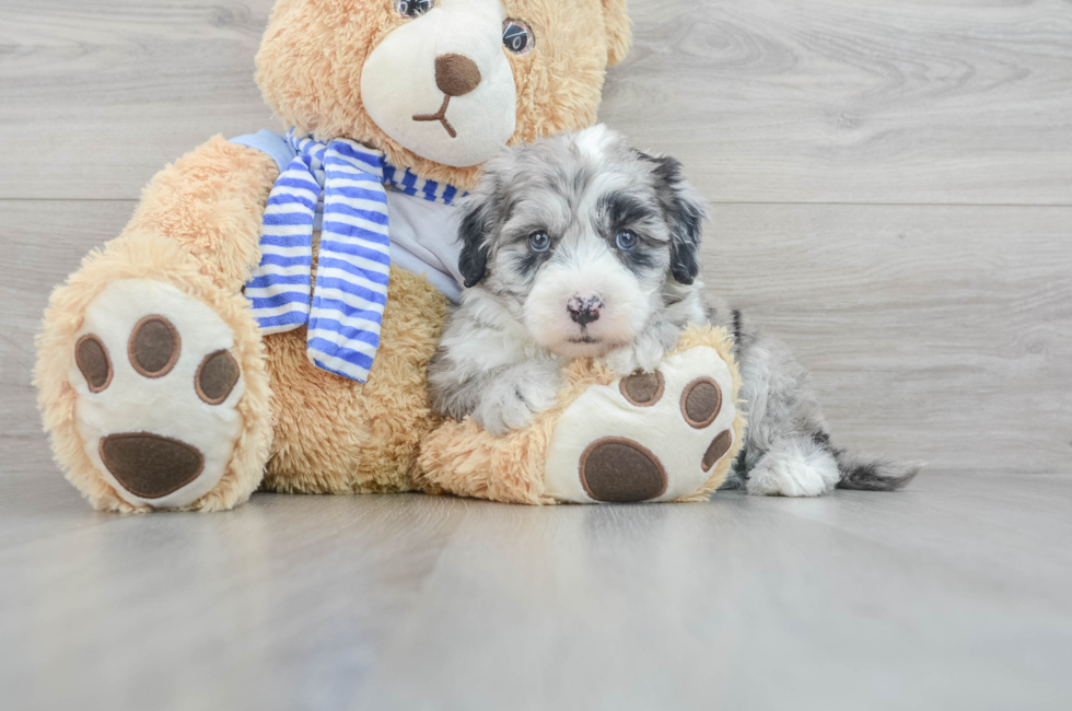 7 week old Mini Sheepadoodle Puppy For Sale - Premier Pups