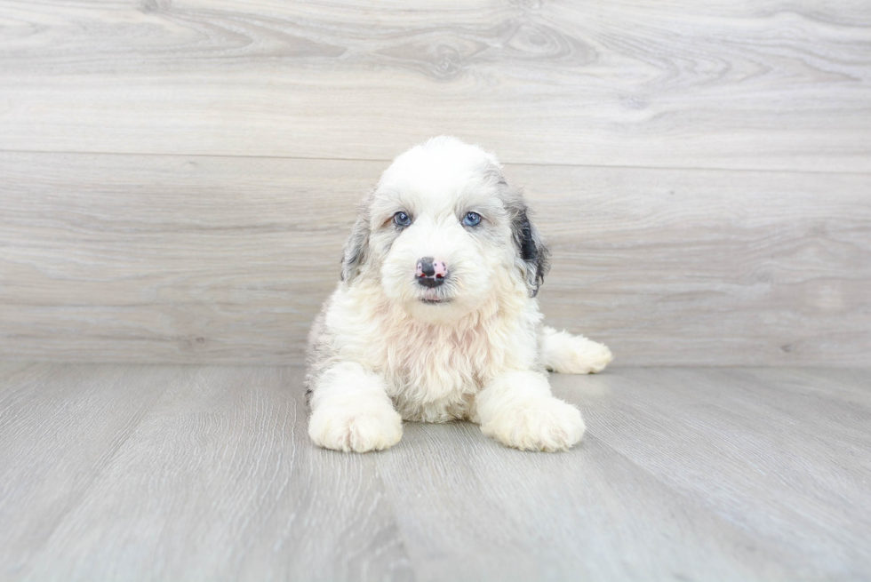 Hypoallergenic Sheep Dog Poodle Mix Puppy