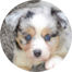 Mini Aussiedoodle Puppies For Sale - Premier Pups