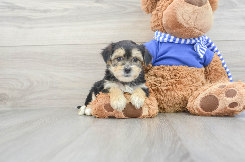 7 week old Morkie Puppy For Sale - Premier Pups