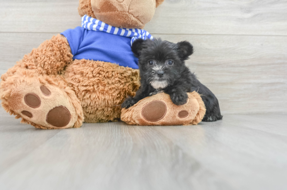 8 week old Morkie Puppy For Sale - Premier Pups