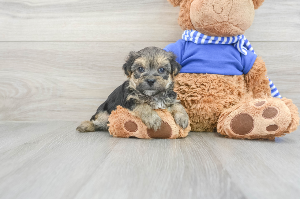 5 week old Morkie Puppy For Sale - Premier Pups
