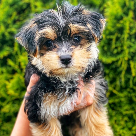 Morkie Puppies For Sale - Premier Pups