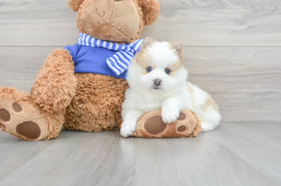 9 week old Pomsky Puppy For Sale - Premier Pups