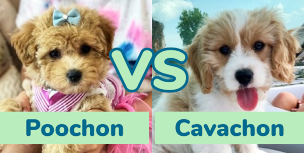 Poochon vs Cavachon: Breed Comparison - Premier Pups