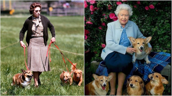 Queen Elizabeth II And Her Love for Corgi Dogs (2024)