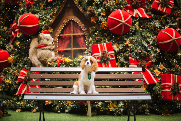 See 5 Expert Tips On Keeping Your Dog Safe During Christmas 