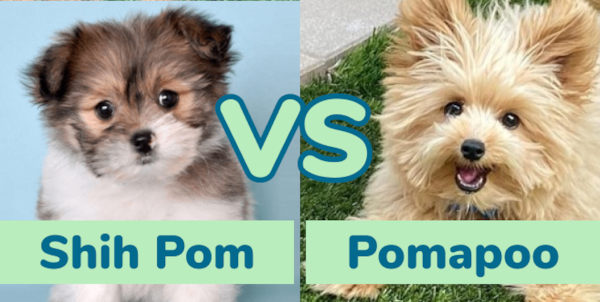 Shih Pom vs Pomapoo: Breed Comparison - Premier Pups